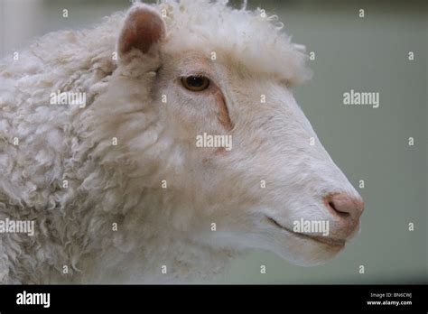 Dolly Sheep Clone Hi Res Stock Photography And Images Alamy