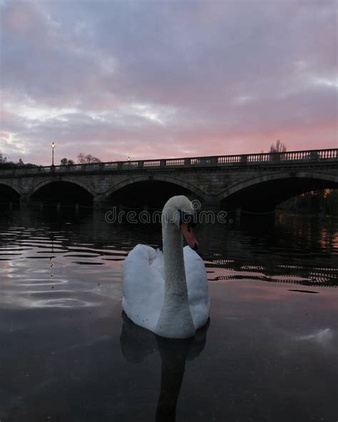 A Mute Swan In Hyde Park In London With Serpentine Bridge At Sunset