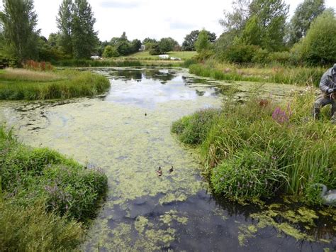 WWT London Wetland Centre All You Need To Know Before You Go With