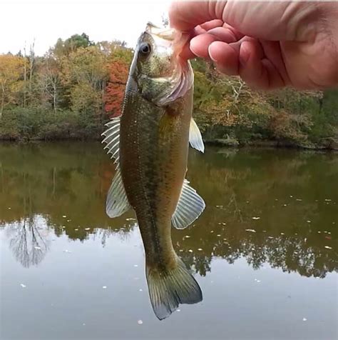 Catch More Fish With A Two Hook Kentucky Rig Checking Out The Man Cave