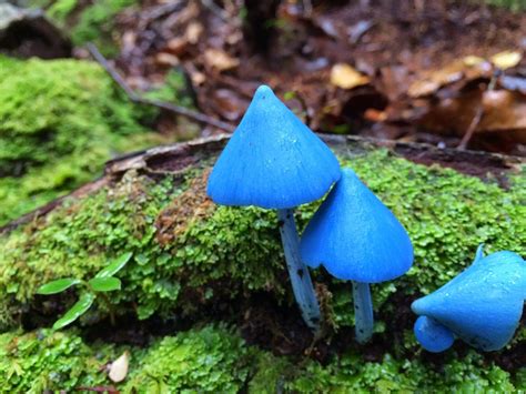 Маленькие синие грибы (47 фото) - красивые картинки и обои на рабочий стол