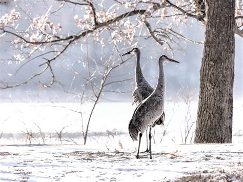 Fondos De Pantalla Rboles Aves Naturaleza Nieve Invierno Hielo