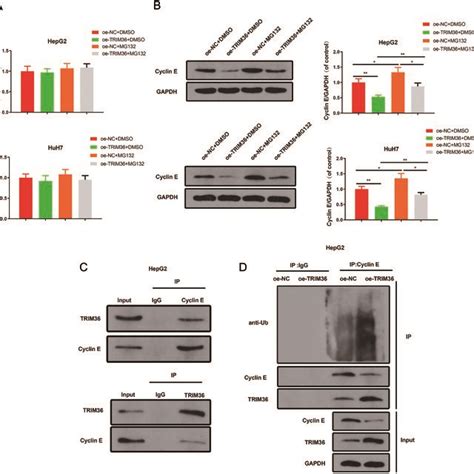 EPS1 1 Affects HCC Cell Progression Via MiR 494 3p TRIM36 Axis QRT PCR