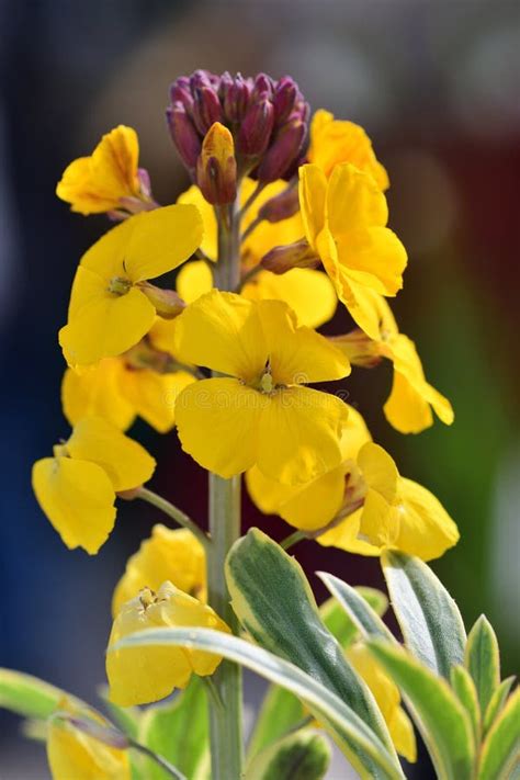 Erysimum wallflower stock image. Image of horticulture - 145247419