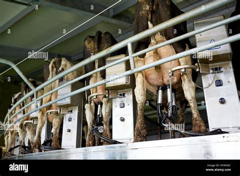 Cows And Milking Machine At Rotary Parlour On Farm Stock Photo Alamy