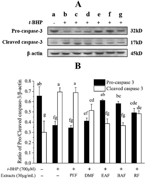 Effects Of Extracts On The Expression Of Caspase 3 Level In Hepg2