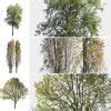 Cutout Trees Cgtricks Tutorials Tips Tricks For D