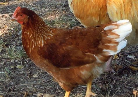 The Golden Comet Chicken Is Considered The Most Prolific Layer Of Brown Eggs Laying Chickens