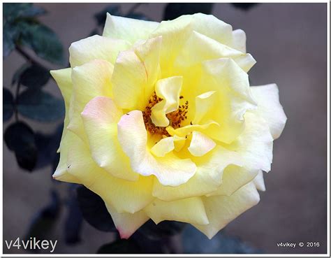 Elina Light Yellow Hybrid Tea Rose Flower Photo Trap