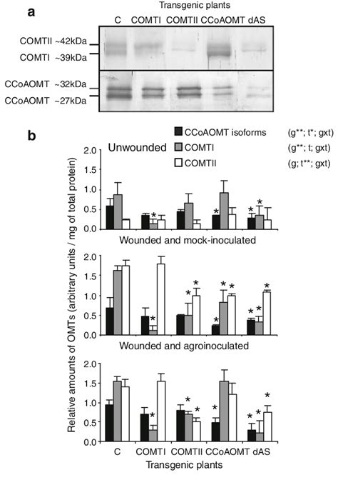 Accumulation Of Omt Proteins In Tobacco Stems Of Various Genotypes Upon