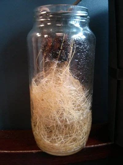 Glass Jar Kratky Hydroponics UPDATED | Glass jars, Hydroponics, Jar