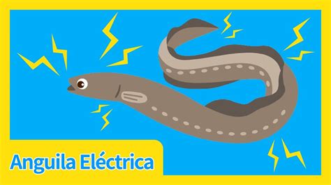 Anguila Eléctrica Canciones Infantiles Para Niños Animales del