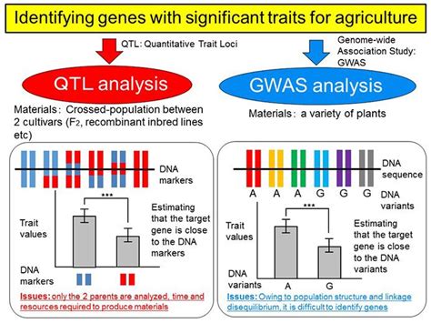 Two Main Methods For Gene Iden IMAGE EurekAlert Science News Releases