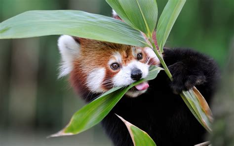 Photos 16 Cute Red Pandas For International Red Panda Day Parade Pets