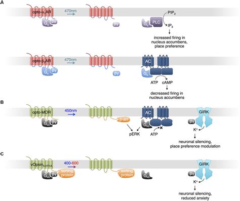 Uses Of Opsins A Opto Ar Consists Of Bovine Visual Opsin With The