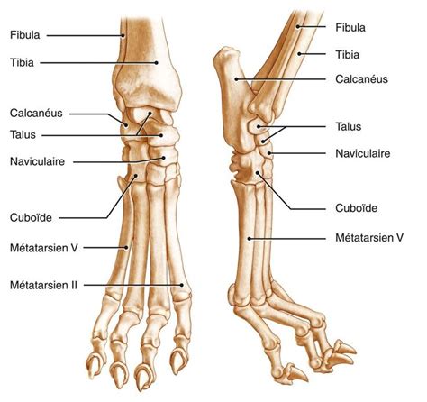 Wolf Skeleton Articulation Help Feline Anatomy Human Anatomy Drawing