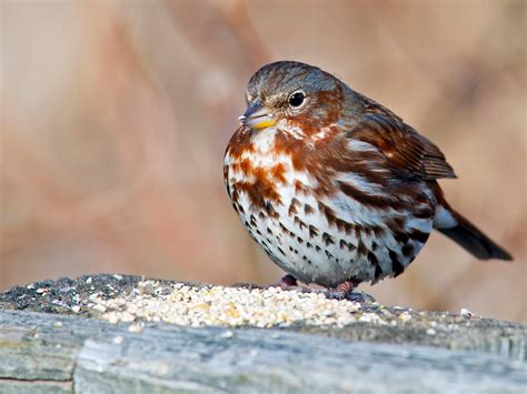 Fox Sparrow | Audubon Field Guide