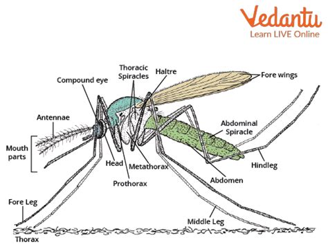 Mosquito Pupa Anatomy