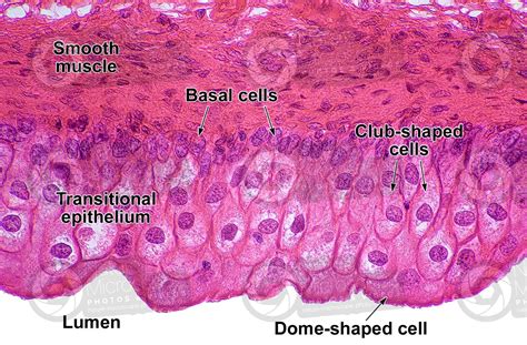 Man Urinary Bladder Transverse Section X Man Mammals