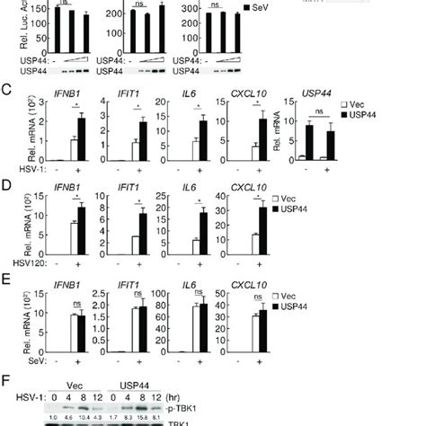 Usp44 Positively Regulates Dna Virus Triggered Signaling A Hek293