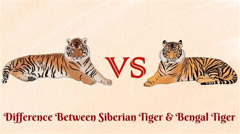 Siberian Tiger Vs Bengal Tigerwho Can Become A Man Eater Youtube