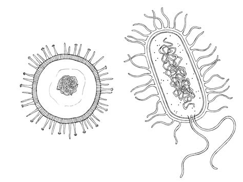 Details 74 Bacteria Sketch Best Seven Edu Vn