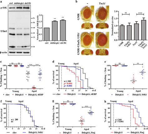 Ufmylation Acts Via Atg To Regulate Mtorc Activity A Left Panel