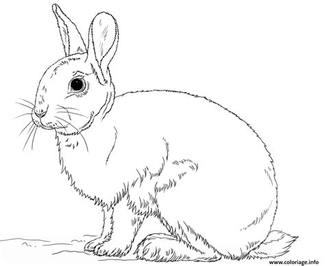 Coloriage beau lapin realiste - JeColorie.com