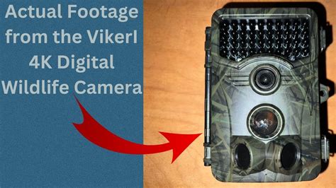 Actual Footage From The Vikeri K Mp Digital Wildlife Camera Youtube