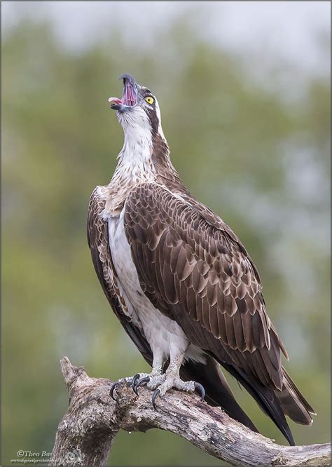 The Osprey or more specifically the western osprey — also called ...