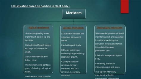 Meristematic Tissue Types And Classification Ppt