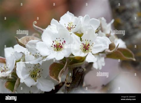 Pyrus Pyrifolia Asian Pear Flower Stock Photo Alamy