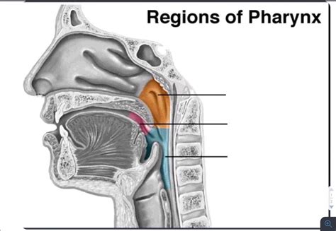 Pan 1 Airway Anatomy 3 Diagram Quizlet