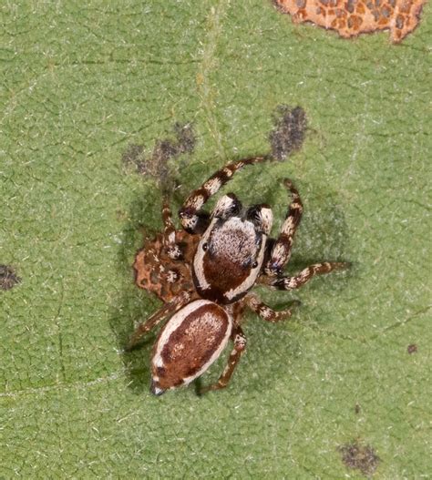 Common White Cheeked Jumping Spider From Dorchester County MD USA On