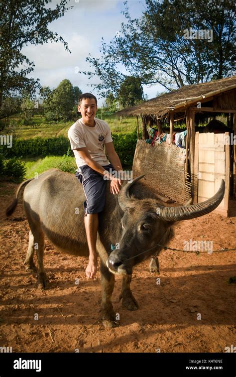 Tourist Riding A Water Buffalo Shan State Myanmar Burma South East