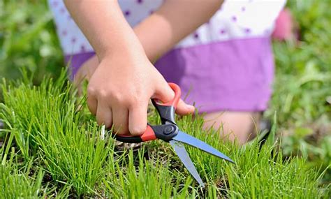 Cutting Grass With Scissors Stock Photos Pictures And Royalty Free