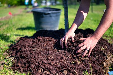 How To Mulch Around Trees Properly Jims Tree Removal