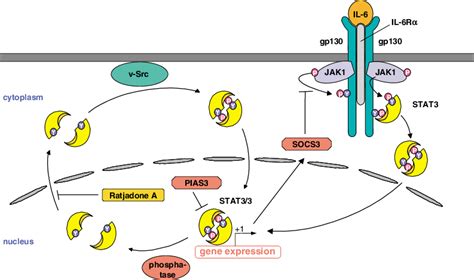 V Src And Il 6 Mediated Stat3 Activation And Its Inhibition