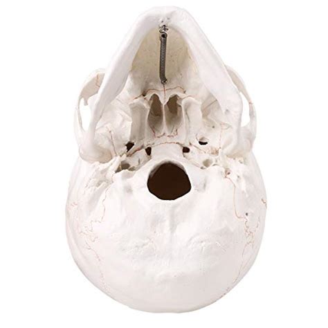 LYOU Human Skull Anatomical Model, New Version Life Size 3 Part Adult ...