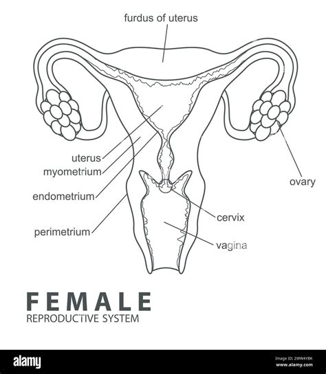 Female Reproductive System Outline Vector Illustration Stock Vector Image And Art Alamy