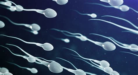 How Testosterone Levels Affect Sperm Production And Fertility In Men