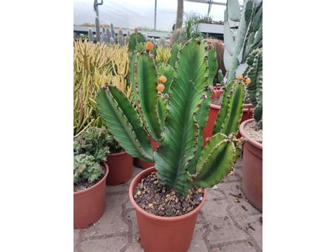Euphorbia Ingens
