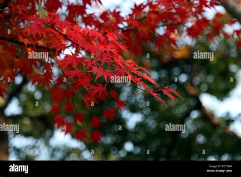 Autumn Color Hangzhou Chengdong Park Stock Photo Alamy