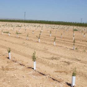 Cómo plantar rabanitos Guía paso a paso para cultivar tus propias