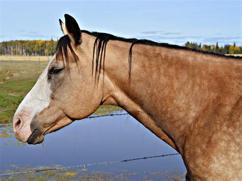 Buckskin Paint Horse Head By Equineghost On Deviantart