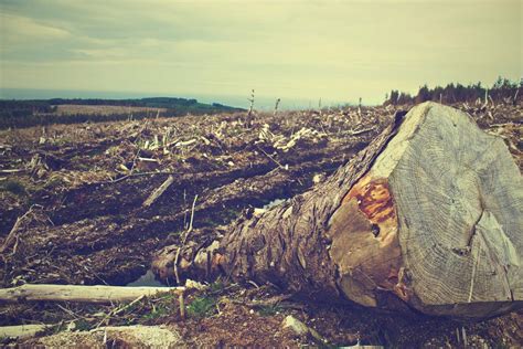 Causas Y Efectos De La Deforestaci N C Mo Podemos Detenerla Genv