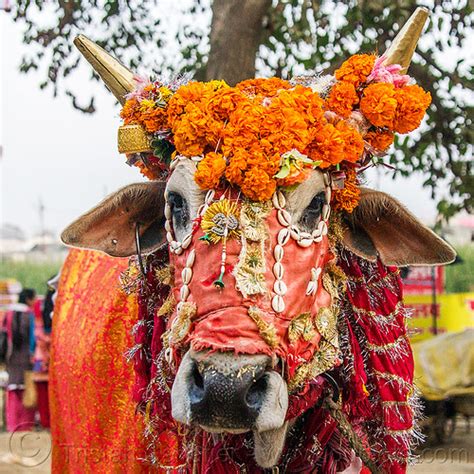 Decorated Holy Cow