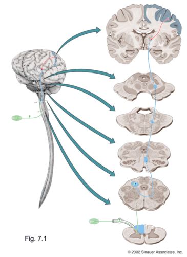 Neurological Systems Tbl Somatosensory Tactile And Proprioception