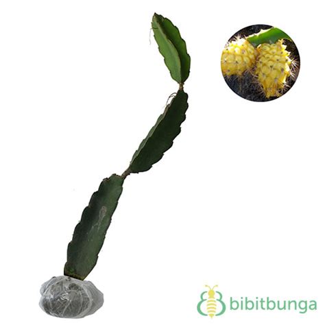 Jual Tanaman Buah Naga Kuning - BibitBunga.com