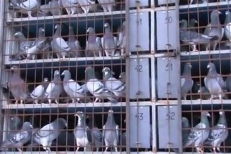 Resistance Training Technique For Your Racing Pigeons Winning Pigeon